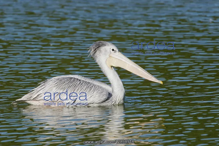 : Pink-backed Pelican - in water : Pink-backed Pelican - in water