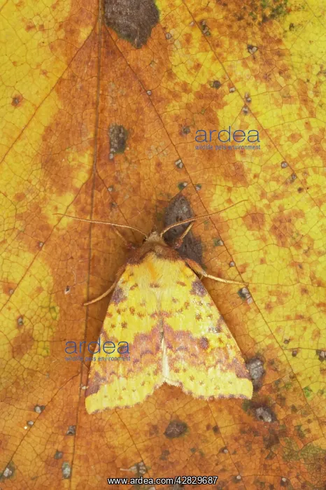 : Pink Barred Sallow Moth - Autumn : Pink Barred Sallow Moth - Autumn
