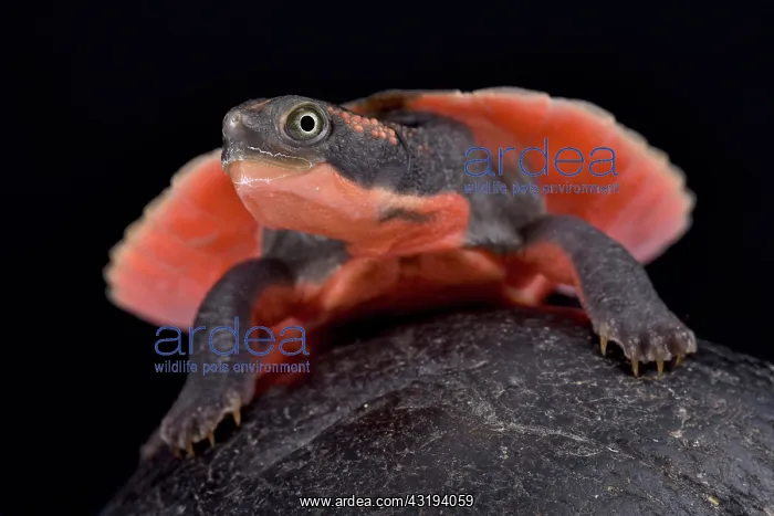 : Pink-bellied turtle (Elseya schultzei) young on : Pink-bellied turtle (Elseya schultzei) young on