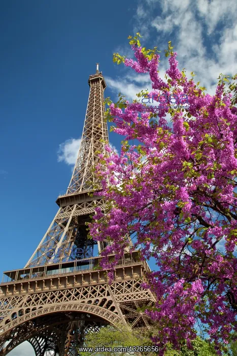 : Pink blossoming tree below the Eiffel Tower : Pink blossoming tree below the Eiffel Tower