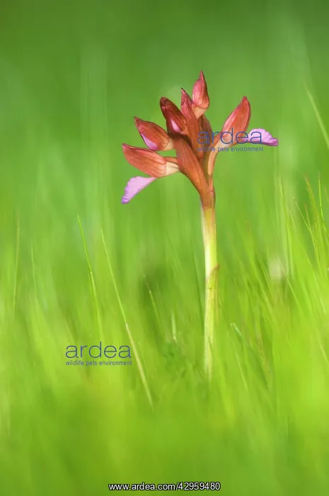 : Pink Butterfly Orchid : Pink Butterfly Orchid