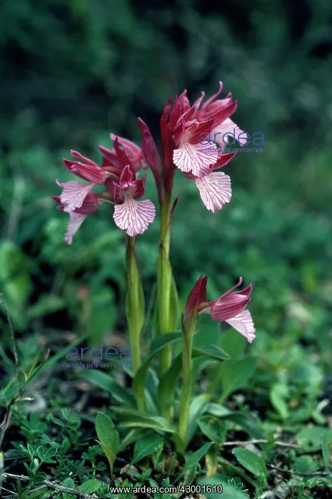 : Pink Butterfly Orchid : Pink Butterfly Orchid