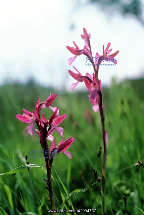  : PINK BUTTERFLY ORCHID C / U