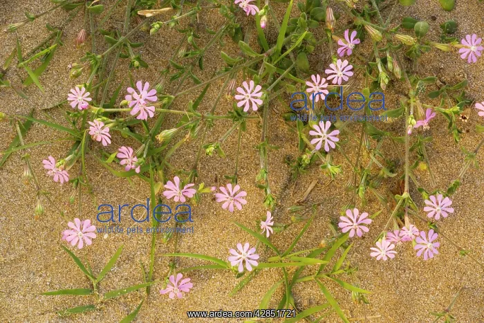 : A pink campion on the beach : A pink campion on the beach
