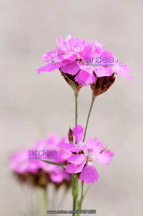 : Pink, Carthusian pink, Dianthus carthusianorum : Pink, Carthusian pink, Dianthus carthusianorum