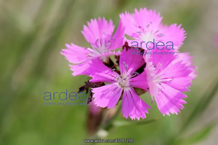 : Pink, Carthusian pink, Dianthus carthusianorum : Pink, Carthusian pink, Dianthus carthusianorum