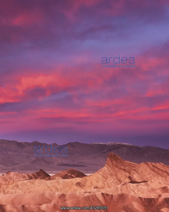 : The pink clouds of dawn soar above Zabriskie Po : The pink clouds of dawn soar above Zabriskie Po