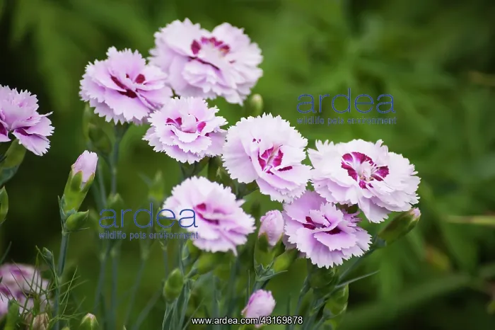: Pink or Clove pink, Dianthus Pike's pink, several fringed : Pink or Clove pink, Dianthus Pike's pink, several fringed
