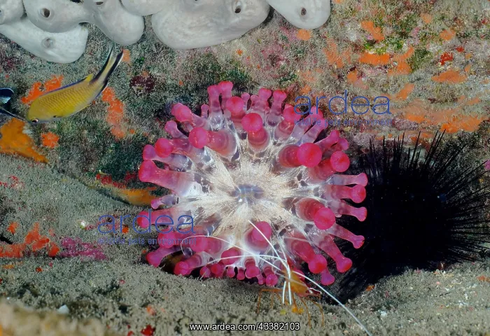 : Pink club-tipped anemone (Telmatactis cricoides) : Pink club-tipped anemone (Telmatactis cricoides)
