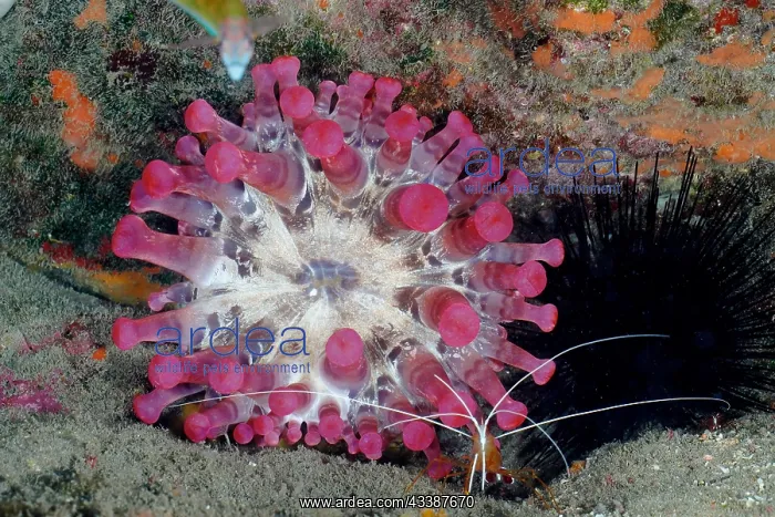 : Pink club-tipped anemone (Telmatactis cricoides) : Pink club-tipped anemone (Telmatactis cricoides)