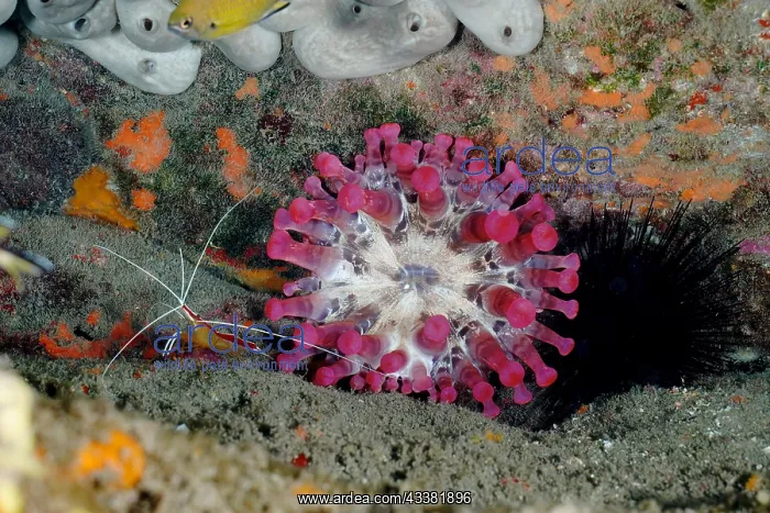 : Pink club-tipped anemone (Telmatactis cricoides) with Atlant : Pink club-tipped anemone (Telmatactis cricoides) with Atlant