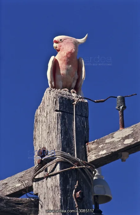 : Pink Cockatoo : Pink Cockatoo