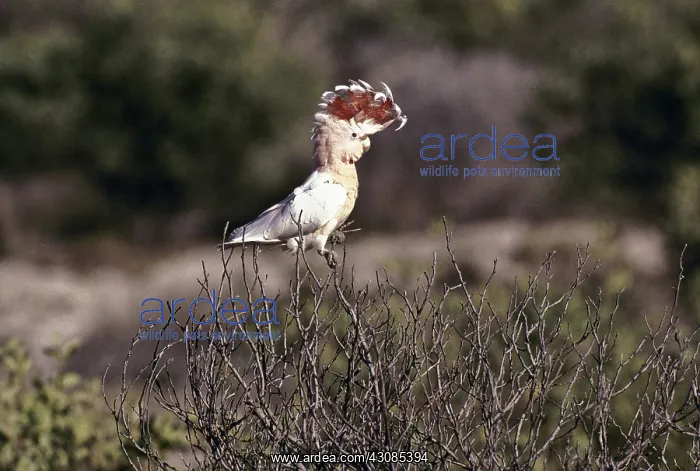 : Pink Cockatoo : Pink Cockatoo