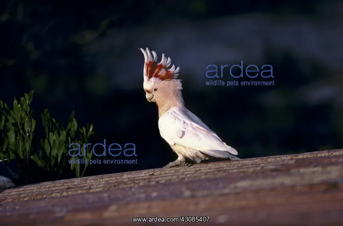 : Pink Cockatoo : Pink Cockatoo