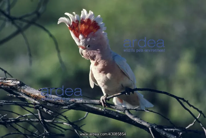 : Pink Cockatoo : Pink Cockatoo