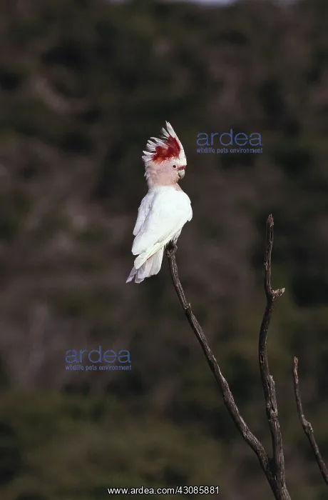 : Pink Cockatoo : Pink Cockatoo