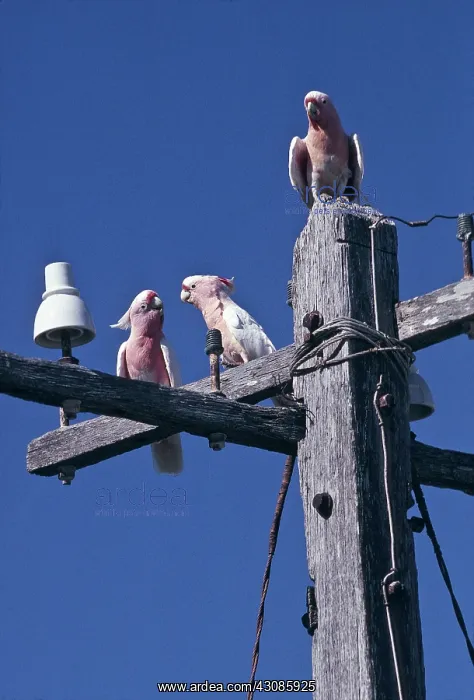 : Pink Cockatoo : Pink Cockatoo