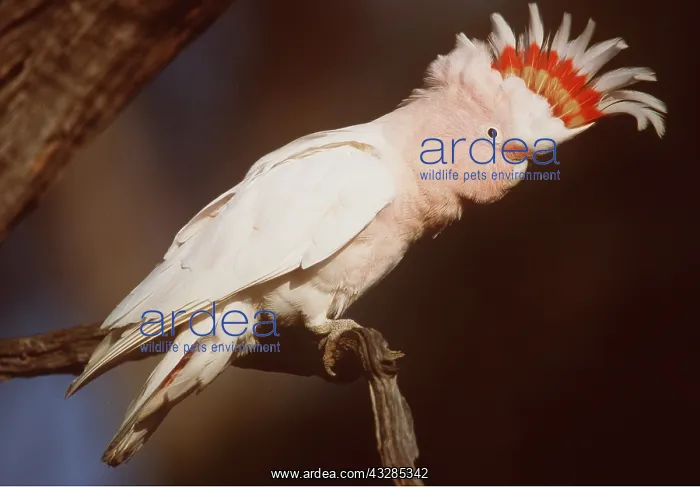 : PINK COCKATOO - on branch : PINK COCKATOO - on branch