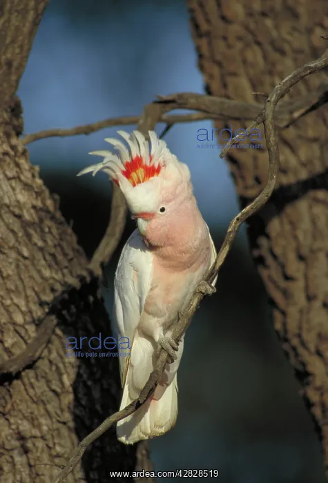 : Pink Cockatoo / Major Mitchell - In tree : Pink Cockatoo / Major Mitchell - In tree