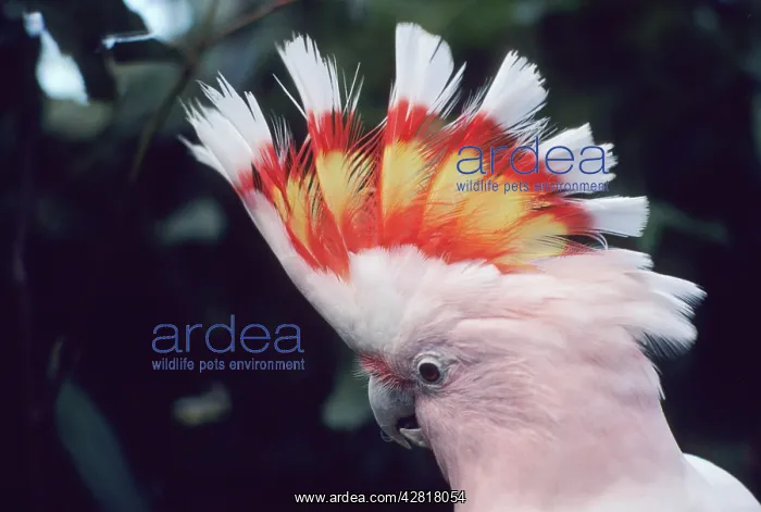 : Pink Cockatoo - Upswept crest whitish when folded : Pink Cockatoo - Upswept crest whitish when folded