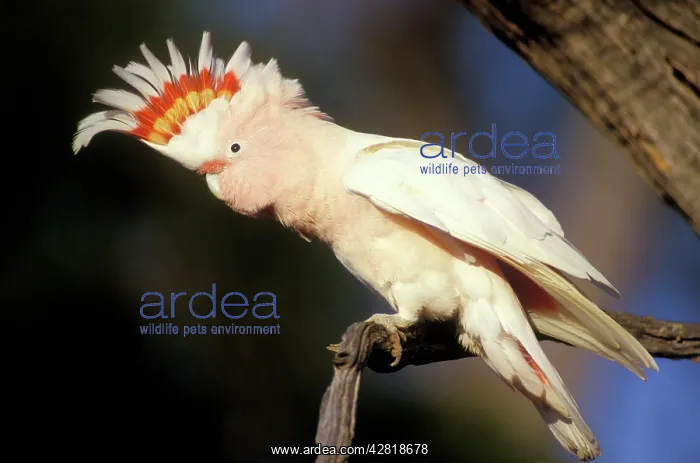 : Pink Cockatoo - Upswept crest whitish when folded : Pink Cockatoo - Upswept crest whitish when folded