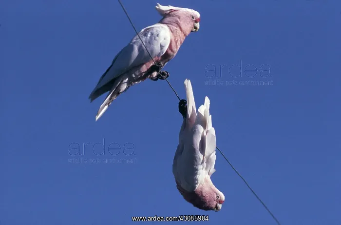 : Pink Cockatoos : Pink Cockatoos