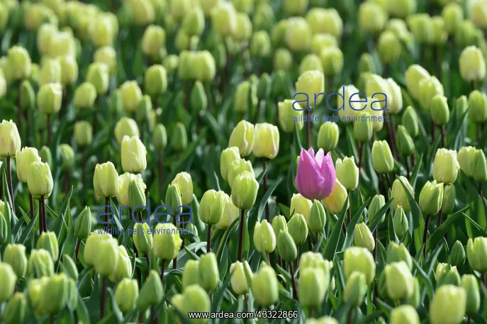 : One pink colored tulip in field from tulips : One pink colored tulip in field from tulips