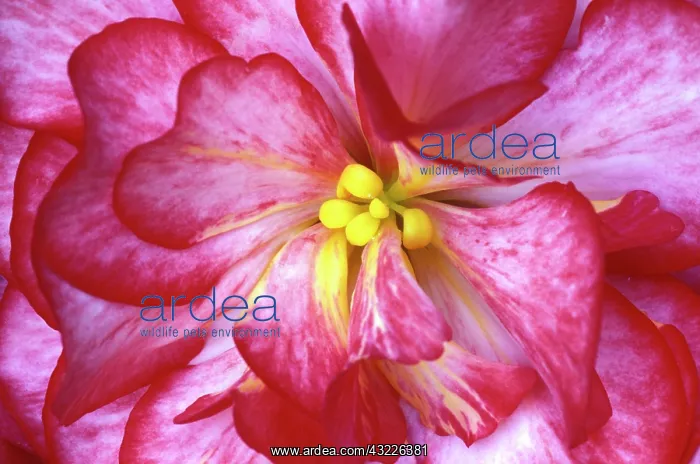 : Pink dahlia detail : Pink dahlia detail