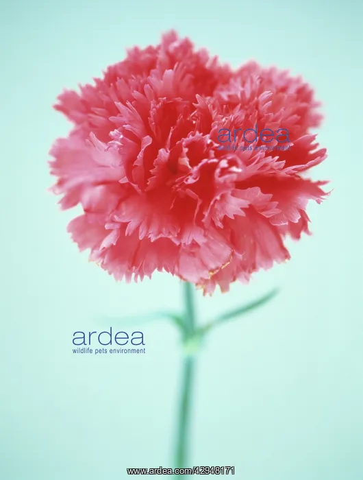 : Pink, Dianthus : Pink, Dianthus
