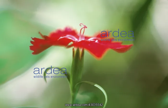 : Pink, Dianthus : Pink, Dianthus