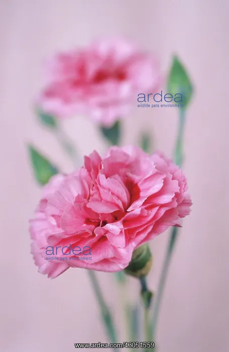 : Pink, Dianthus : Pink, Dianthus