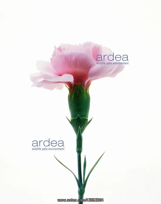 : Pink, Dianthus : Pink, Dianthus