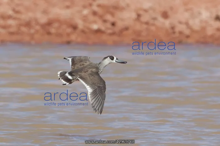 : Pink-eared Duck : Pink-eared Duck