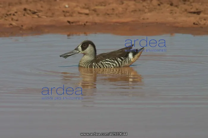 : Pink-eared Duck - At drying pool : Pink-eared Duck - At drying pool