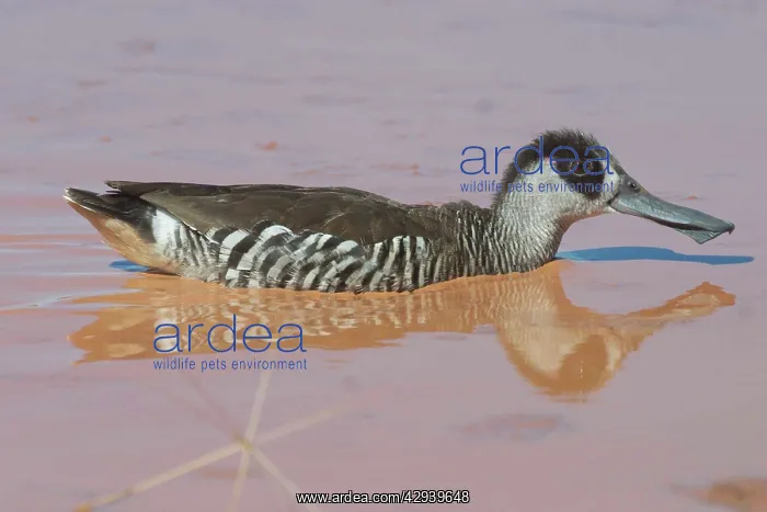 : Pink-eared Duck - At drying pool : Pink-eared Duck - At drying pool