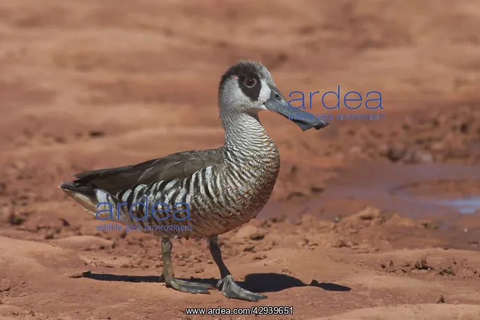 : Pink-eared Duck - At drying pool : Pink-eared Duck - At drying pool