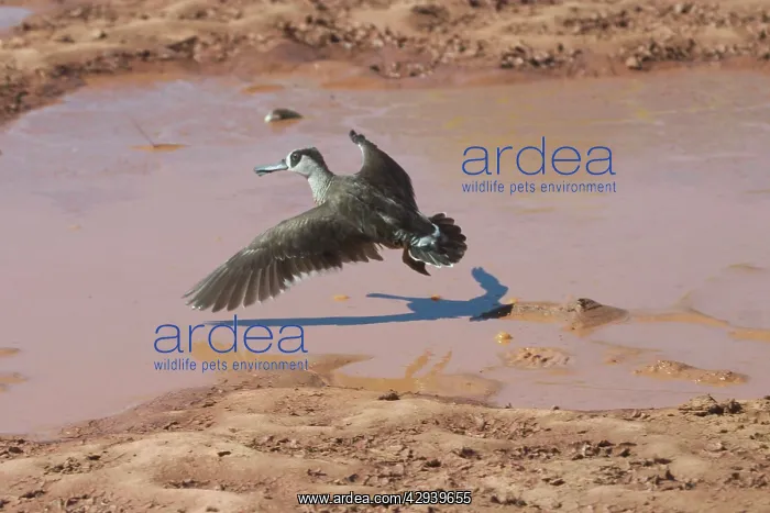 : Pink-eared Duck - At drying pool : Pink-eared Duck - At drying pool