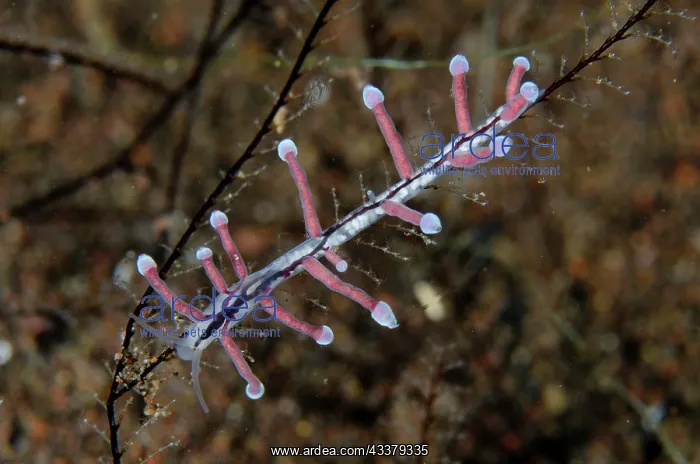 : Pink Eubranchus Nudibranch : Pink Eubranchus Nudibranch