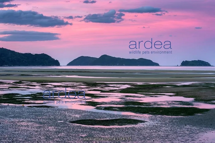 : Pink evening mood at low tide, coast at Torrent : Pink evening mood at low tide, coast at Torrent