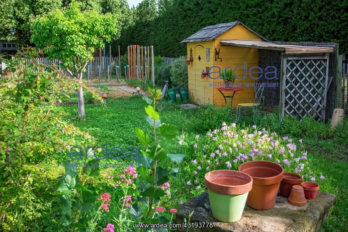 : Pink Evening primrose in front of a garden shack : Pink Evening primrose in front of a garden shack