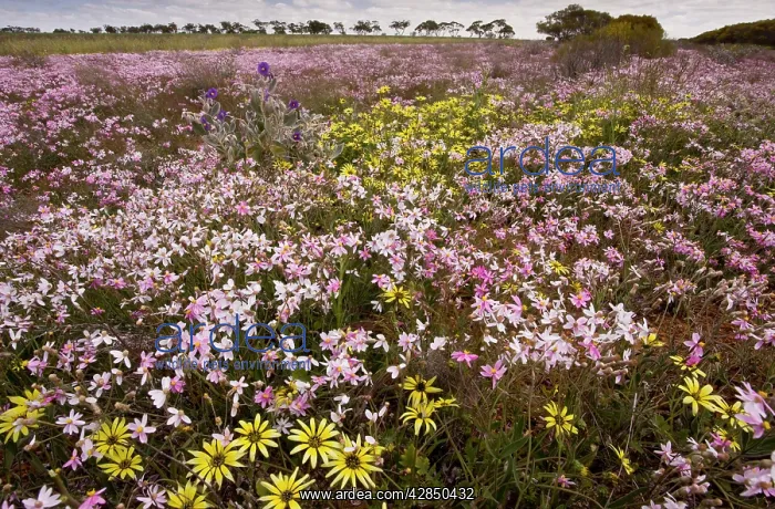 : Pink Everlasting, Schoenia cassiniana = Helichrysum : Pink Everlasting, Schoenia cassiniana = Helichrysum