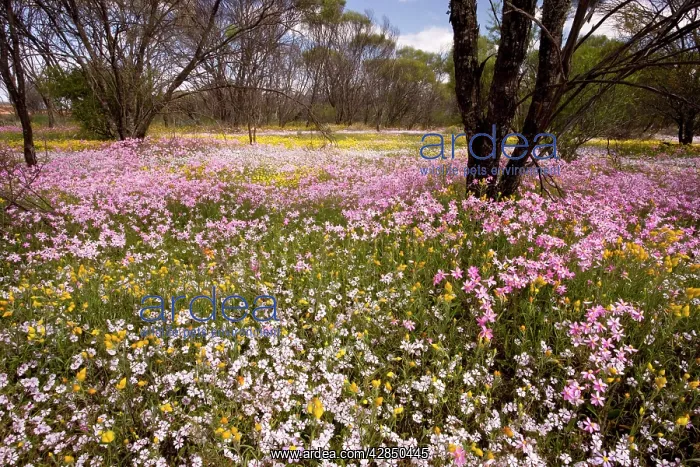 : Pink Everlasting, Schoenia cassiniana = Helichrysum : Pink Everlasting, Schoenia cassiniana = Helichrysum