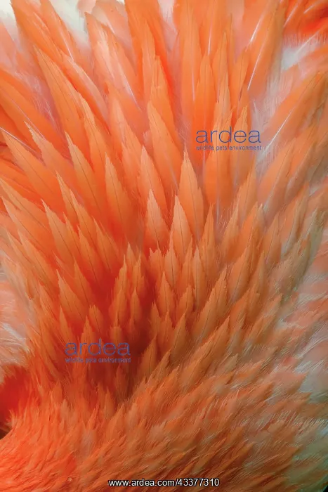 : Pink feather pattern on back of flamingo, Florida : Pink feather pattern on back of flamingo, Florida