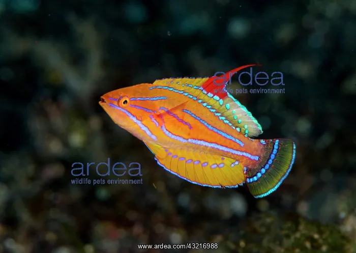 : Pink flasher (Paracheilinus carpenteri), Bali, Indonesia : Pink flasher (Paracheilinus carpenteri), Bali, Indonesia