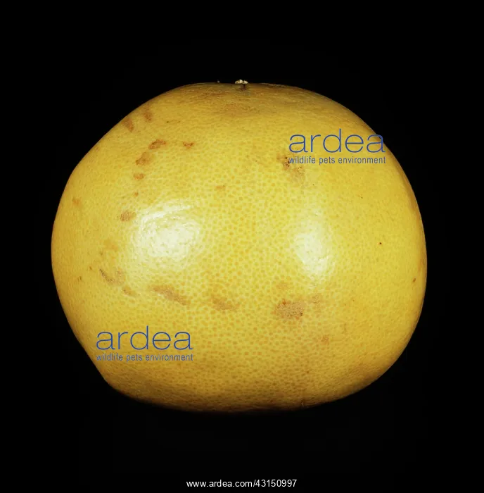 : Pink-fleshed pomelo : Pink-fleshed pomelo