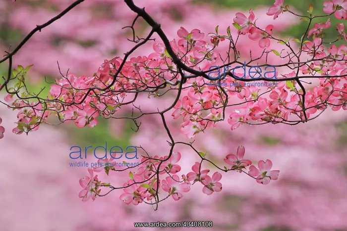 : Pink flowering dogwood tree branch, Kentucky : Pink flowering dogwood tree branch, Kentucky