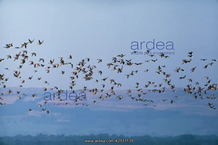 : Pink-Footed GEESE - In flight : Pink-Footed GEESE - In flight