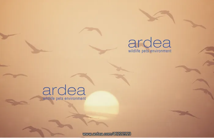  : Pink-footed GEESE - in flight