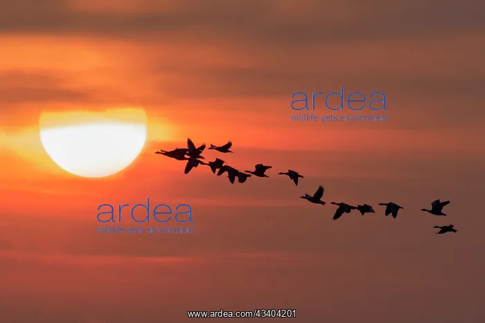 : Pink-footed Geese in flight at sunset : Pink-footed Geese in flight at sunset