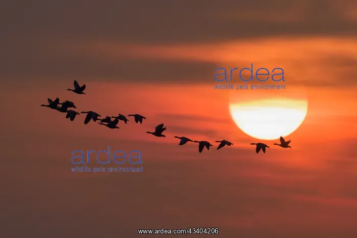 : Pink-footed Geese in flight at sunset : Pink-footed Geese in flight at sunset